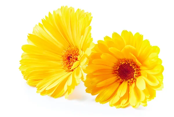 Marigold flower isolated — Stock Photo, Image