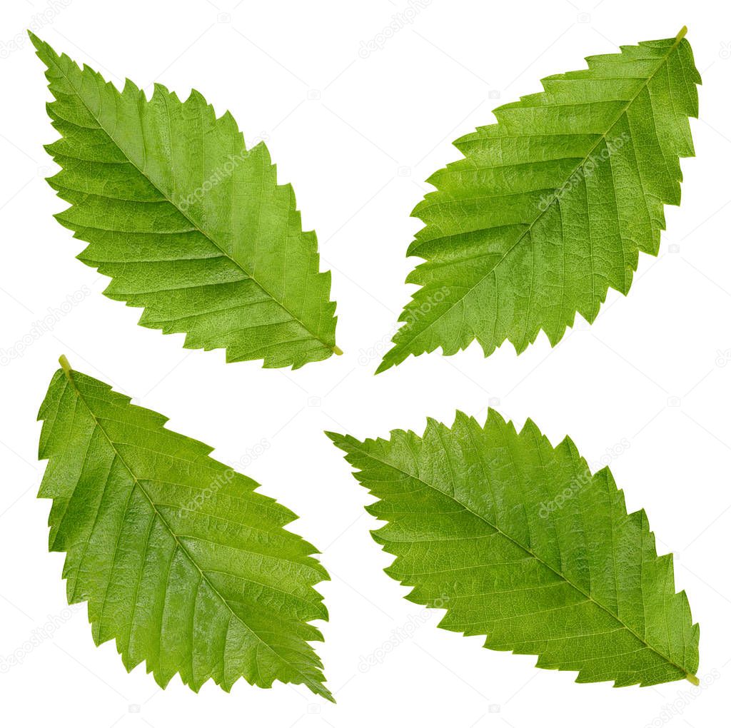 Hazelnut leaves Clipping Path