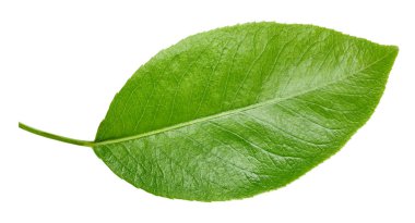 Armut izole üzerinde beyaz yaprakları