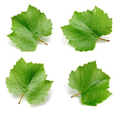 İzole üzüm yeşil yaprak