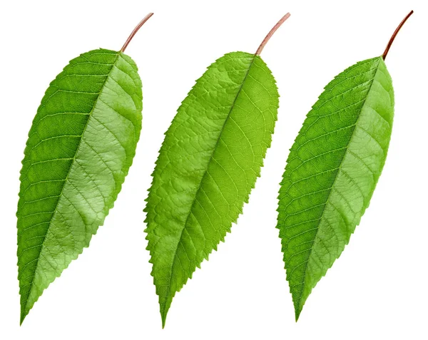 Cherry green leaf isolated — Stock Photo, Image