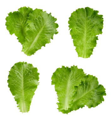 Kırpma yolu marul yaprakları