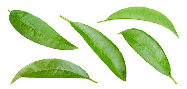 Персиковый лист, изолированный на белом — стоковое фото