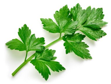 Maydanoz beyazda izole