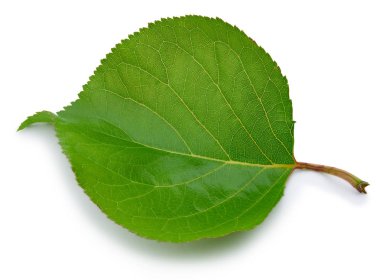 yeşil yaprak izole