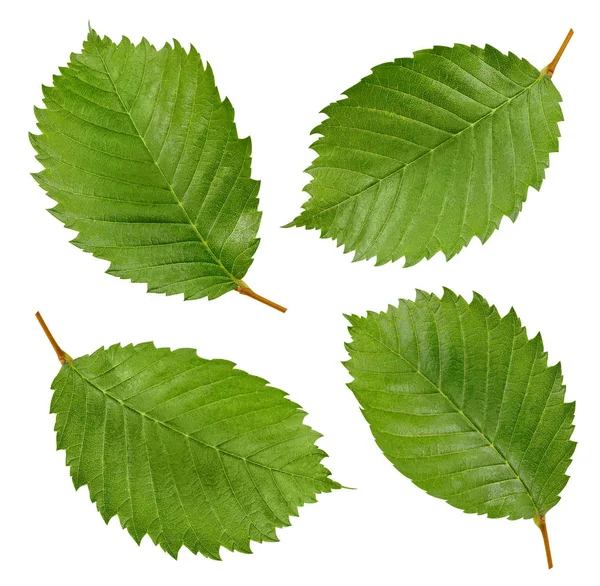 Hazelnut leaves Clipping Path — Stock Photo, Image