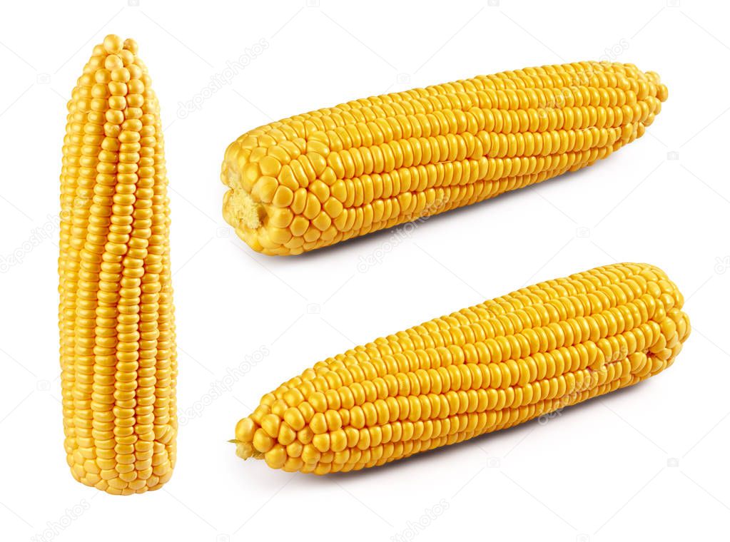 Corn Clipping Path isolated on white background
