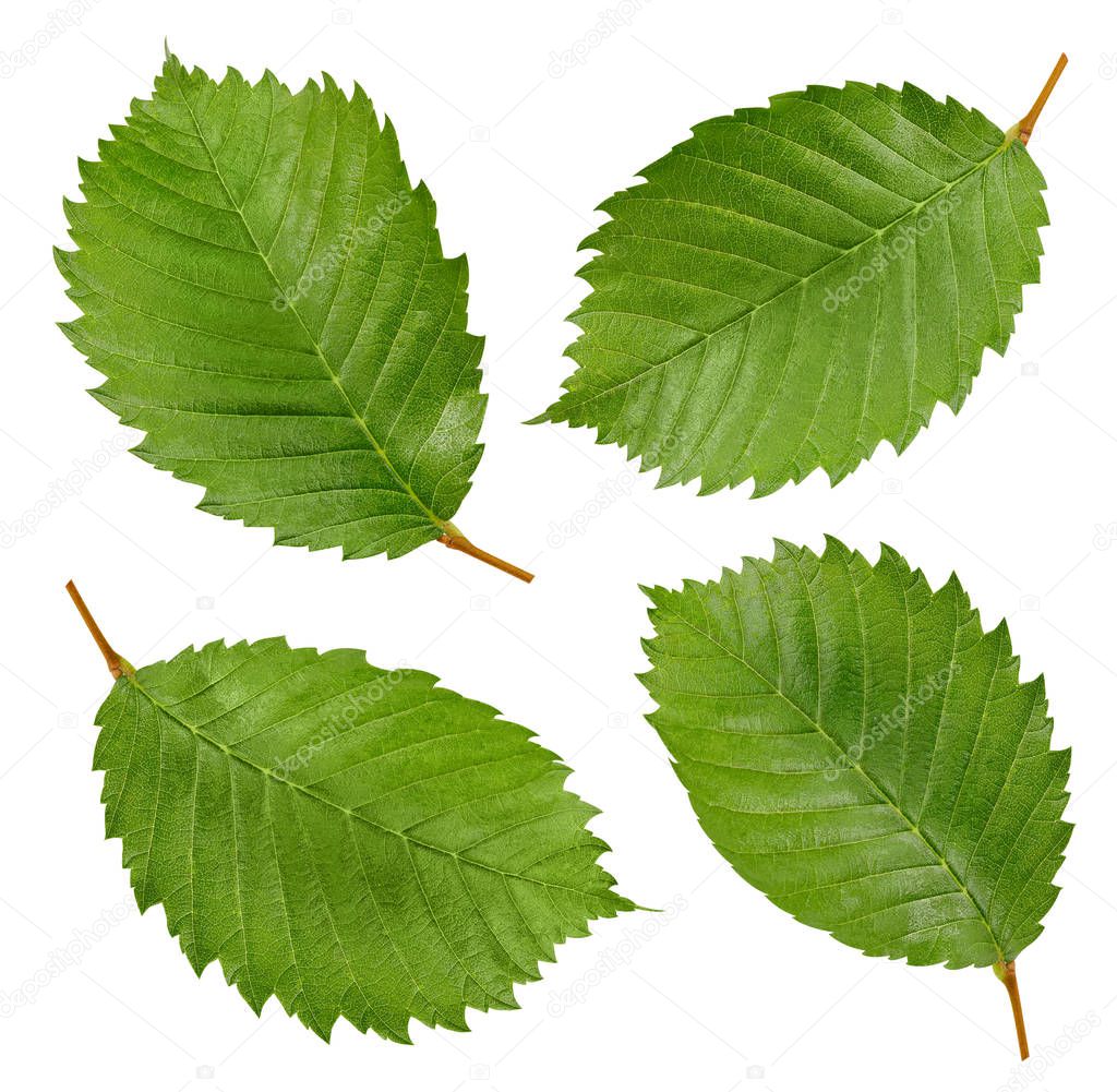 Hazelnut leaves Clipping Path