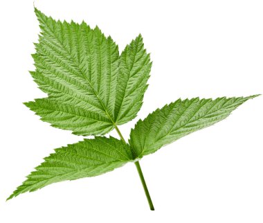 Ahududu Yaprağı izole