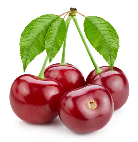 Cherry blad geïsoleerd — Stockfoto