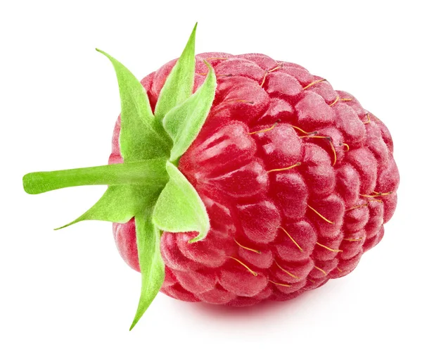 Raspberry leaf geïsoleerd — Stockfoto