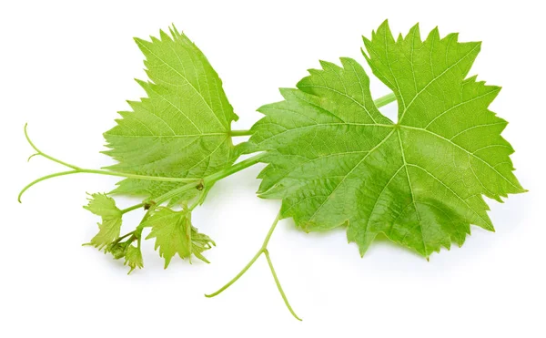 Hoja de uva aislada en blanco —  Fotos de Stock