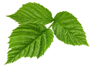 Ahududu Yaprağı izole