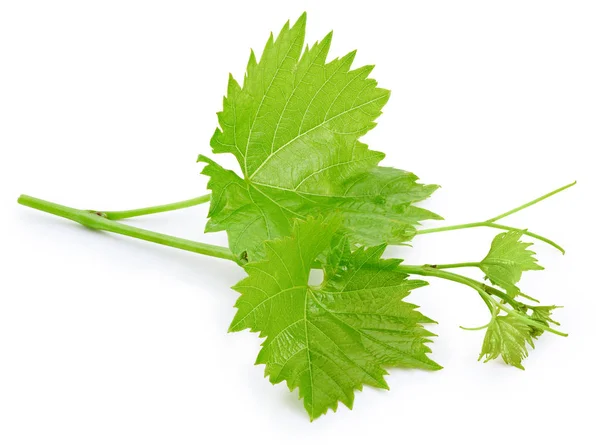 Hoja de uva aislada en blanco —  Fotos de Stock