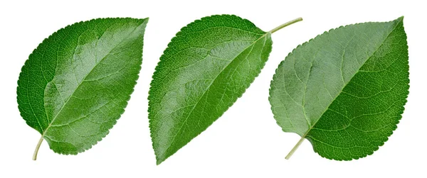 Apple leaf isolated — Stock Photo, Image