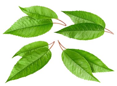 İzole kiraz yeşil yaprak