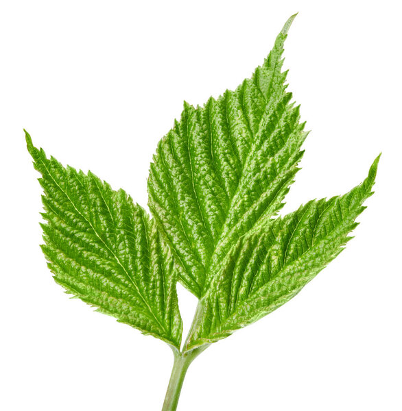 Raspberry leaf isolated