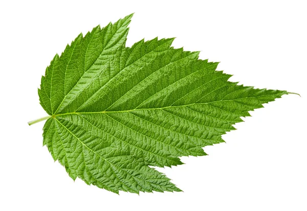 Raspberry leaf geïsoleerd — Stockfoto