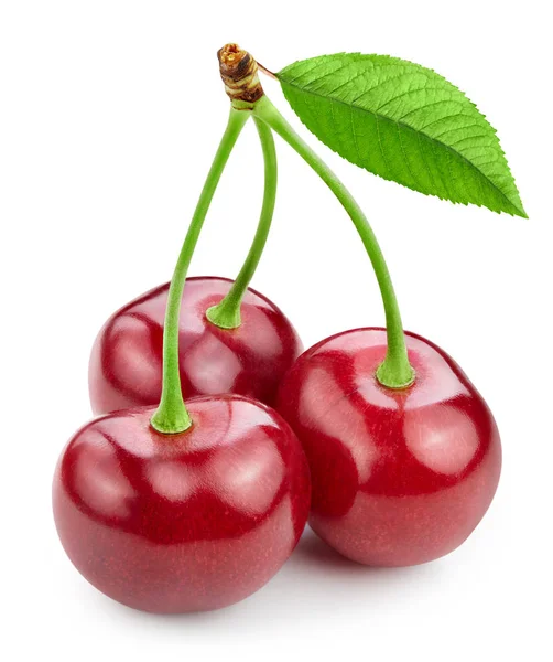 Daun Cherry terisolasi — Stok Foto