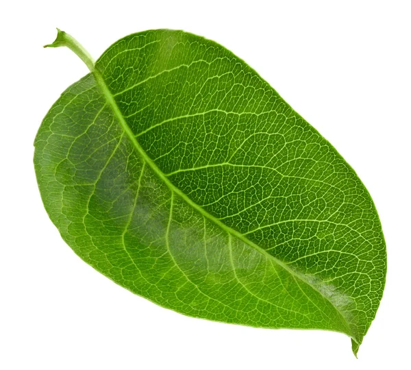 Pears leaves isolated on white — Stock Photo, Image