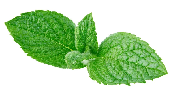 Menthe fraîche isolée Clipping Path — Photo