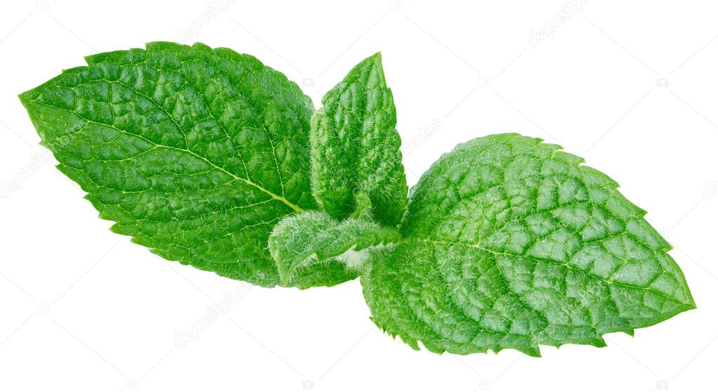 Fresh mint isolated Clipping Path