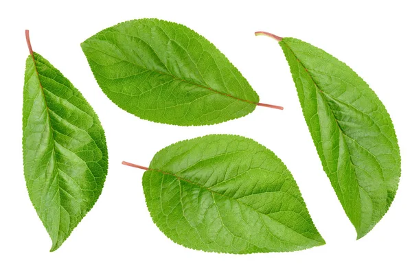 Śliwki liści na białym tle — Zdjęcie stockowe