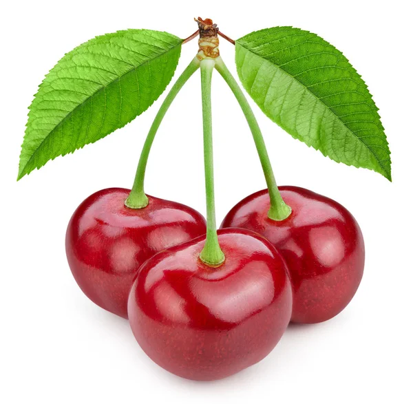 Daun Cherry terisolasi — Stok Foto