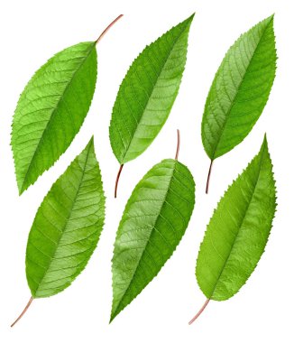 İzole kiraz yeşil yaprak