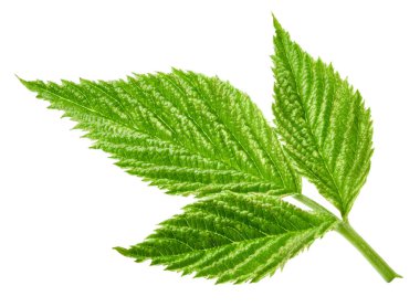 Ahududu Yaprağı izole