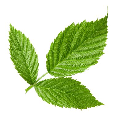 Ahududu Yaprağı izole