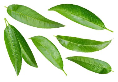 Şeftali yaprak üzerinde beyaz izole