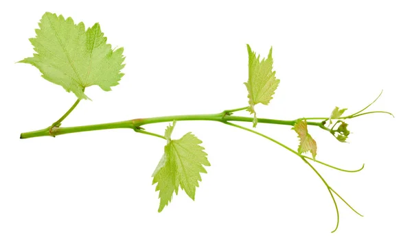 Hoja de uva aislada en blanco —  Fotos de Stock