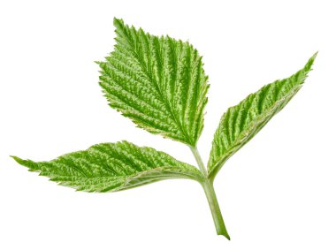 Ahududu Yaprağı izole