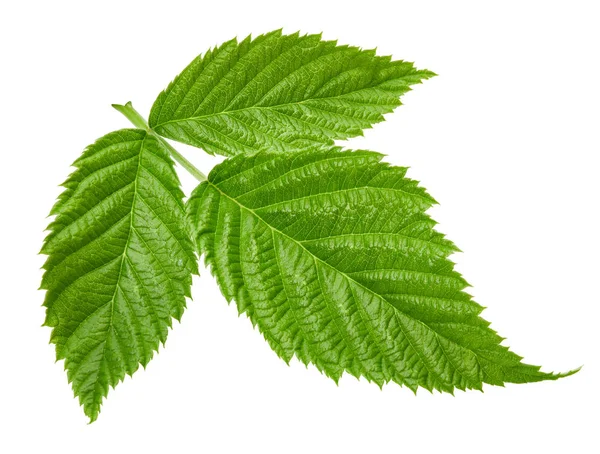 Raspberry leaf geïsoleerd — Stockfoto