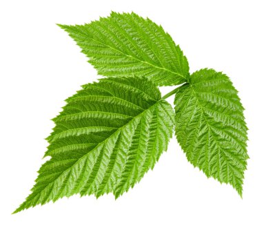 Ahududu Yaprağı izole