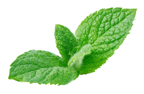 Fresh mint isolated Clipping Path — Stock Photo, Image