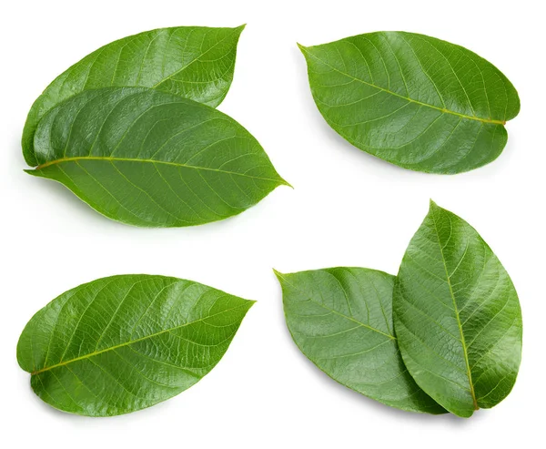 Nut leaves Clipping Path — Stock Photo, Image