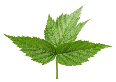 Ahududu Yaprağı izole