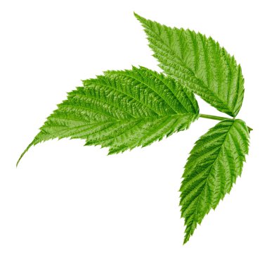 Ahududu Yaprağı izole