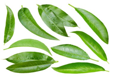 Şeftali yaprak üzerinde beyaz izole