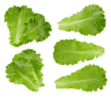 Kırpma yolu marul yaprakları