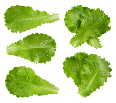 Kırpma yolu marul yaprakları