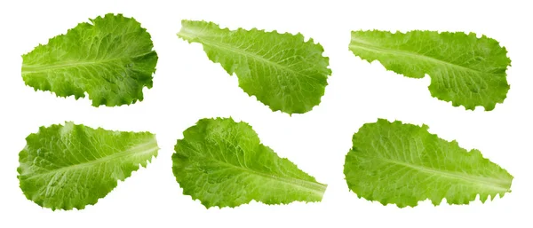 Lettuce leaves Clipping Path — Stock Photo, Image