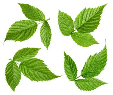 Ahududu Yaprağı izole