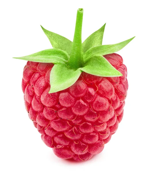 Raspberry leaf geïsoleerd — Stockfoto