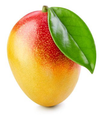 Mango beyaz üzerine izole