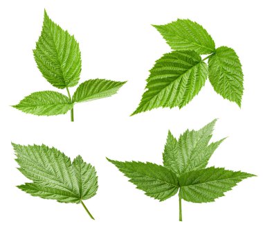 Ahududu Yaprağı izole