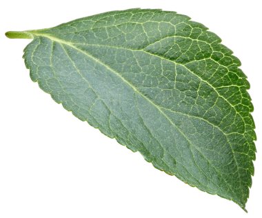 Erik izole yaprakları