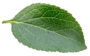 Erik izole yaprakları